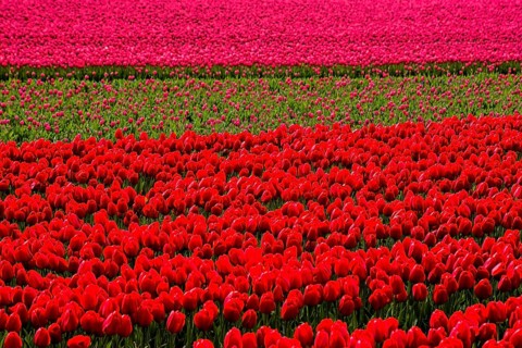Flowering tulip fields