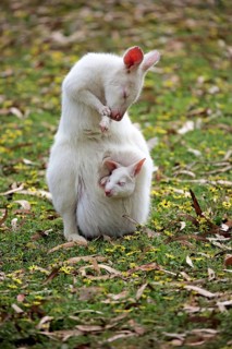Bennett Wallaby