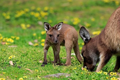 Kangaroo Island Kangaroo