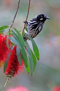 New Holland Honeyeater