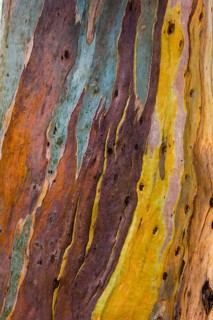 Colourful eucalyptus tree bark