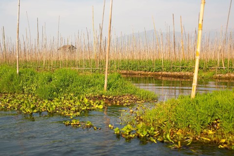 Floating fields