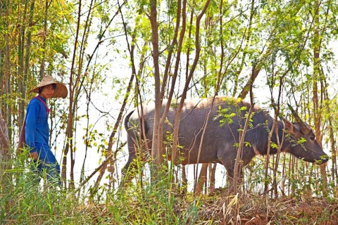 Water buffalo on the banks of the Nam Pilu River