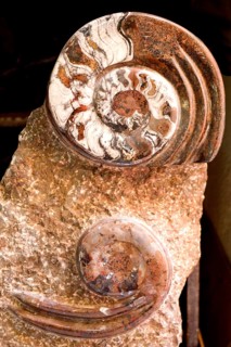 Fossil plate