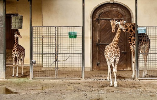 Kordofan giraffes