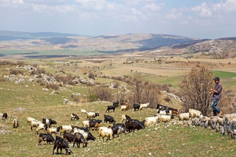 Goats in the excavation field