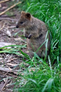 Quokka