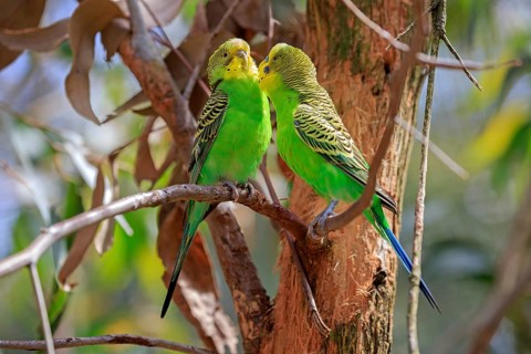 Budgerigar