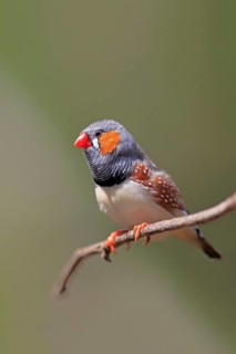 Zebra Finch