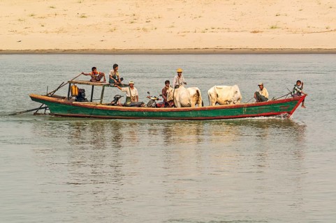 Transporting cattle on the Irrawaddy River