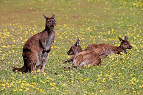 Kangaroo island grey kangaroo