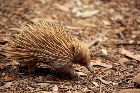 Short-billed Echidna