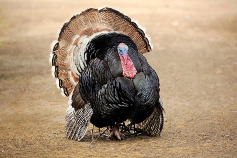 Wild Turkey