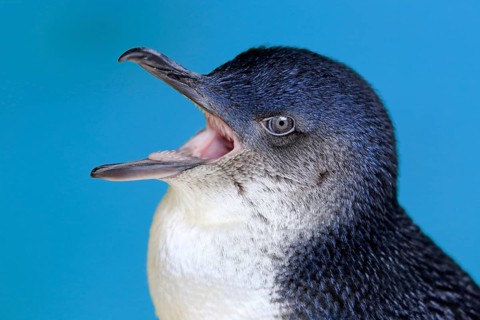 Little penguin