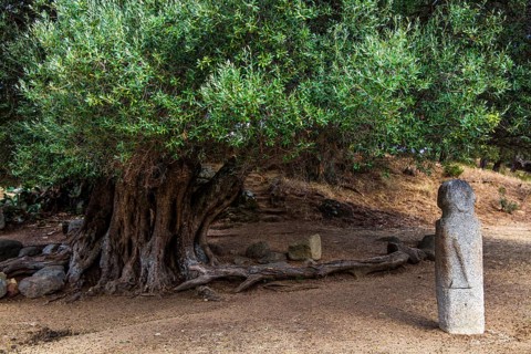 Menhir statues in the plain in front of a 1200 year old olive tree