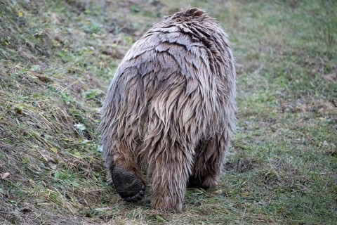 Paw syrian brown bear