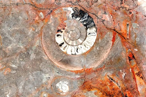 Fossil plate