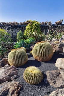 Barrel Cactus