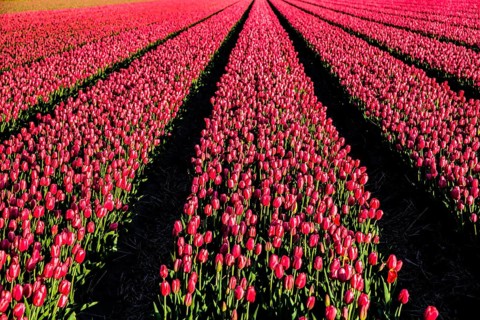 Flowering tulip fields