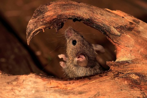 House Mouse