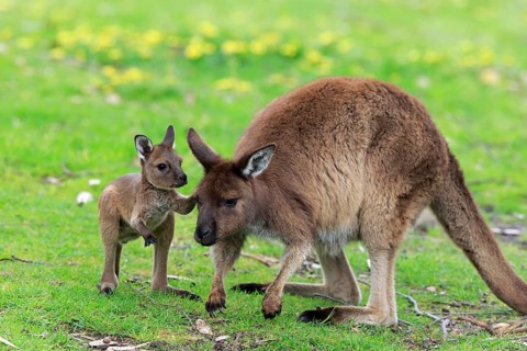 Kangaroo Island Kangaroo