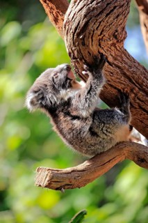 Koala