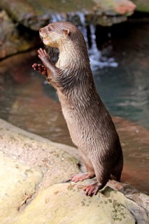 Oriental small clawed Otter
