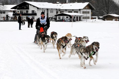 Musher with sled dog team