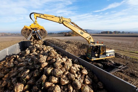 Sugar beet harvesting, Limagne plain, Puy de Dome