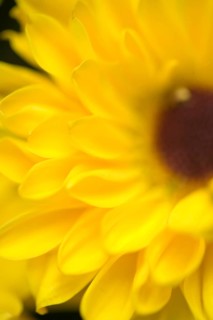 Black Eyed Susan