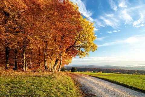 Colourful autumn colours in the forest near Liggeringen