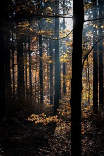 Afternoon sun in the beech forest near Liggeringen