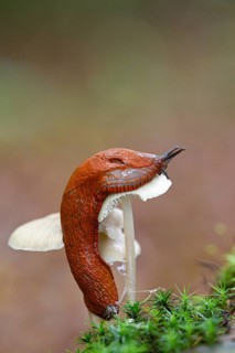 Red slug (Arion rufus)