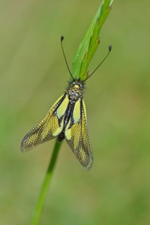 Dragonfly butterfly minnow (Libelloide coccajus)