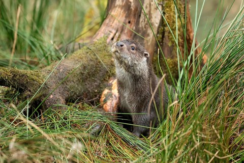 Young european otter (Lutra lutra)