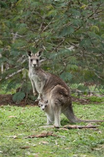 Eastern grey kangaroo (Macropus giganteus) adult female with a juvenile baby joey in it's pouch