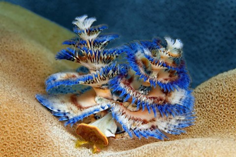 Christmas tree worm (Spirobranchus giganteus)