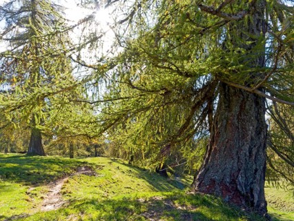 Larch meadows on the Salten