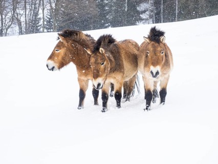 Przewalski's horses (Equus przewalskii) during snowfall in winter