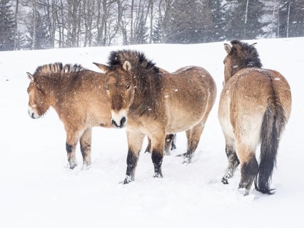 Przewalski's horses (Equus przewalskii) during snowfall in winter