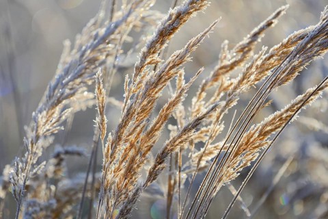 Small reeds (Calamagrostis) with hoarfrost against the light