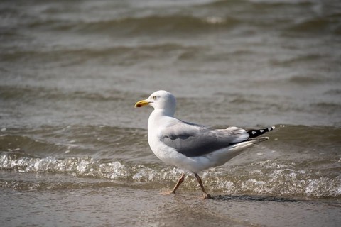 European herring gull (Larus argentatus) running on the shore