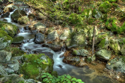 Little brook in the forest
