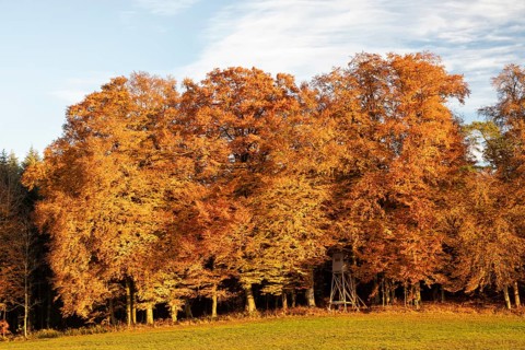 Colourful autumn colours in the forest near Liggeringen