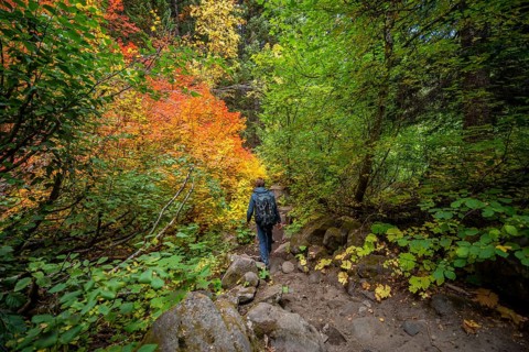 Hikers on a trail in the forest