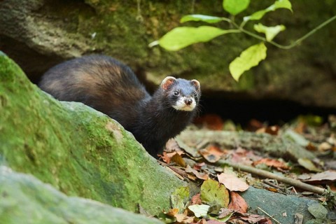 Ferret (Mustela putorius furo)