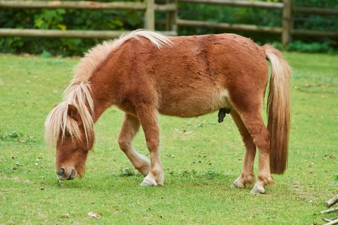 Shetland pony on a meadow