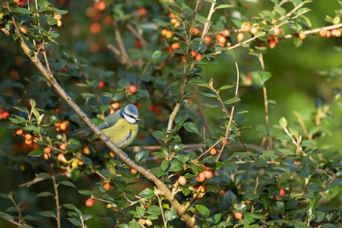 Blue tit (Cyanistes Caeruleus) adult bird on a Cotoneaster tree with red berries
