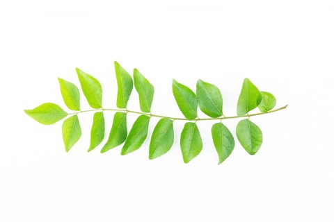 Fresh curry leaves (Murraya koenigii or Bergera koenigii) isolated on white background