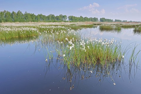 Sheath and narrow-leaved cotton grass (Eriophorum vaginatum and Eriophorum angustifolium) in a bog